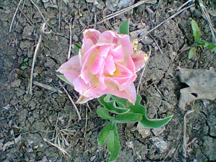 Fotogr.0874 - flori de gradina