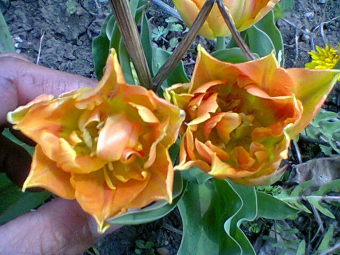 Fotogr.0876 - flori de gradina