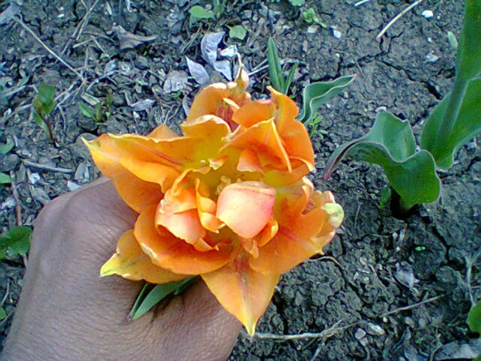 Fotogr.0877 - flori de gradina