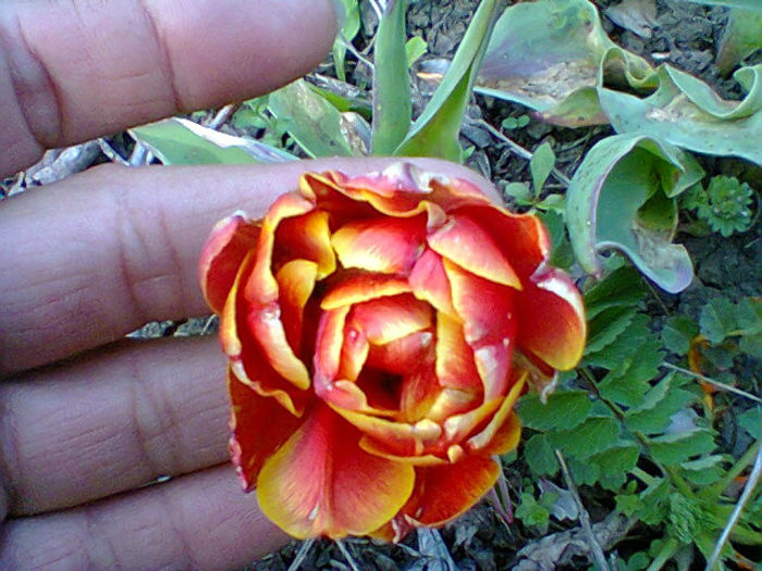 Fotogr.0878 - flori de gradina