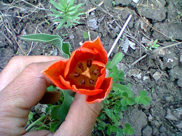 Fotogr.0879 - flori de gradina