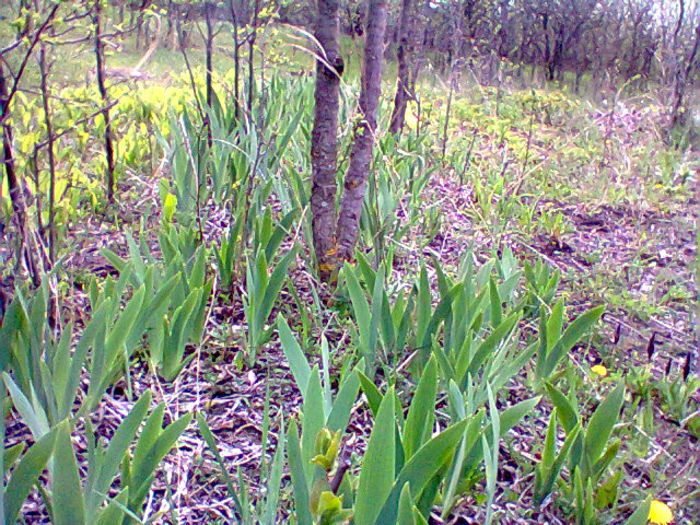 Fotogr.0881 - flori de gradina