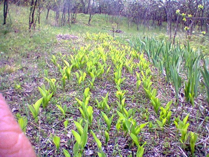 Fotogr.0883 - flori de gradina