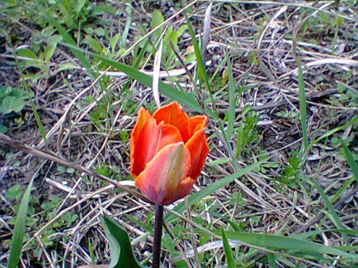 Fotogr.0886 - flori de gradina