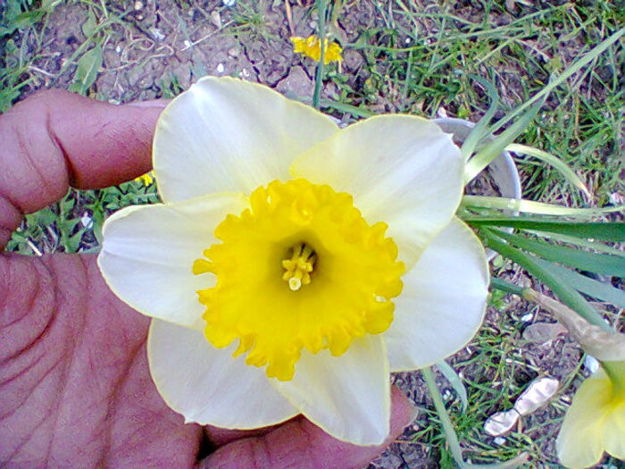 Fotogr.0899 - flori de gradina