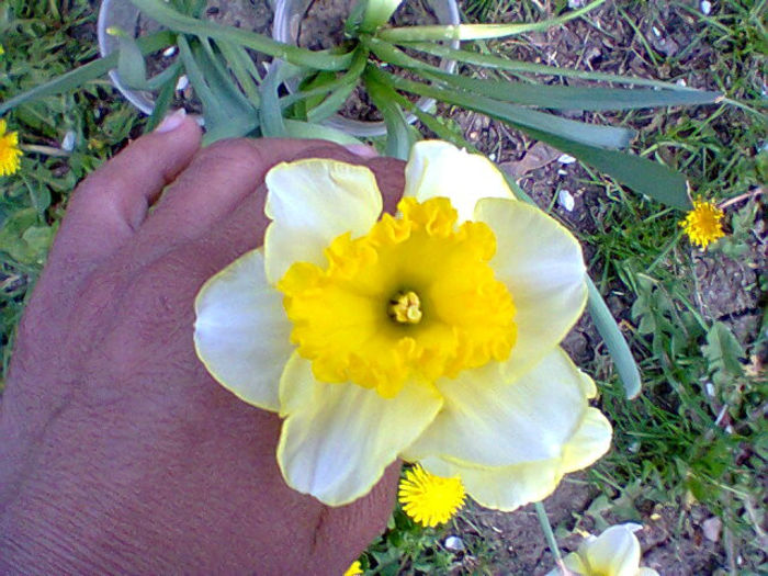 Fotogr.0900 - flori de gradina