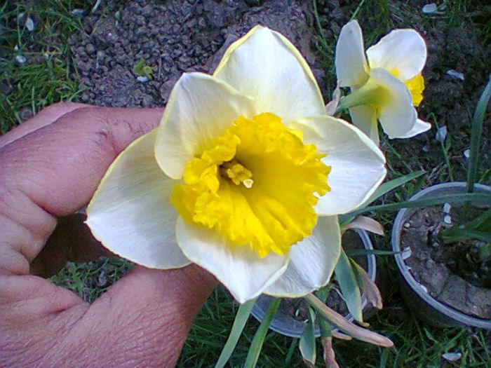 Fotogr.0902 - flori de gradina