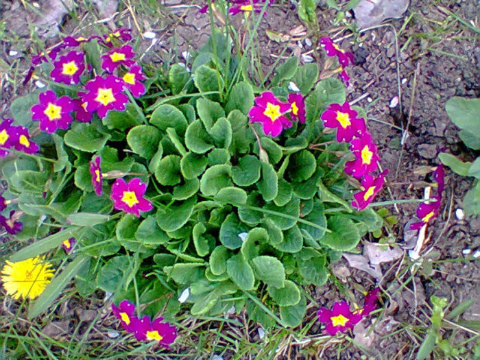 Fotogr.0904 - flori de gradina