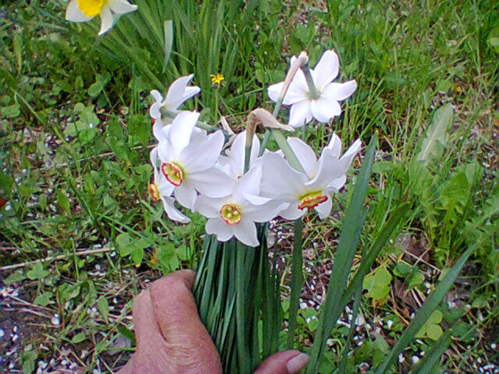 Fotogr.0907 - flori de gradina