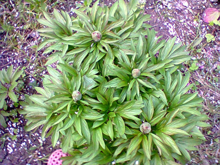 bujor rosu - flori de gradina