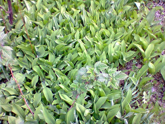 margaritar - flori de gradina