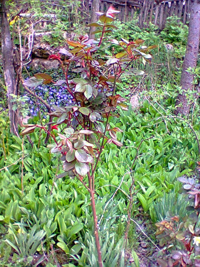 trandafir facut copacel - flori de gradina