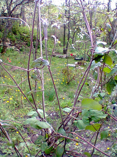 Fotogr.0913 - flori de gradina