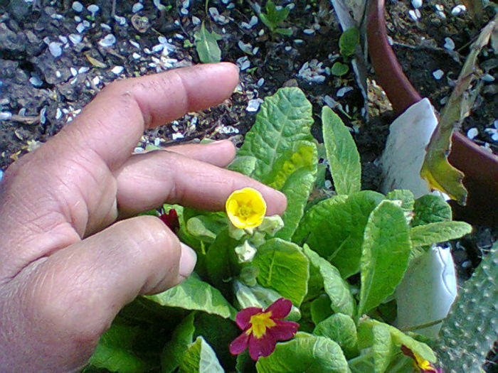 Fotogr.0921 - flori de gradina