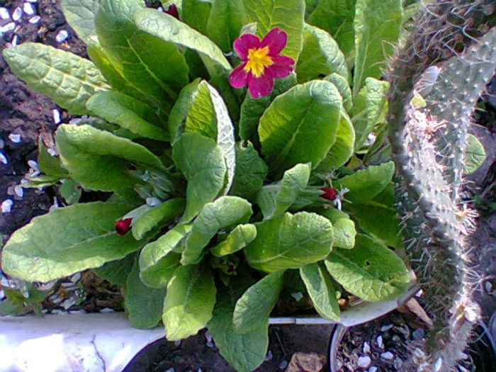 Fotogr.0922 - flori de gradina