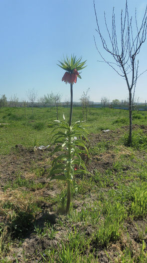 Fritilaria - A In gradina 2013