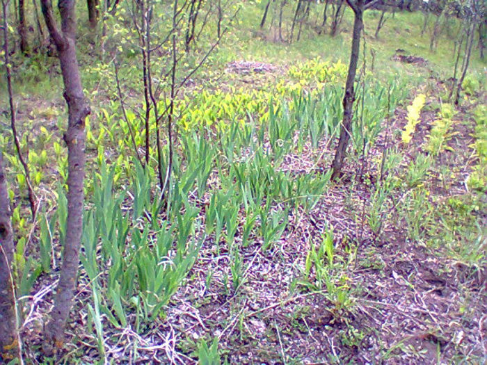 Fotogr.0882 - de vanzare plante de gradina si apartament