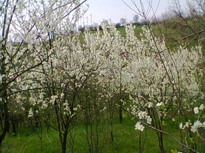 Fotogr.0918 - pomi fructiferi pruni ciresi  peri