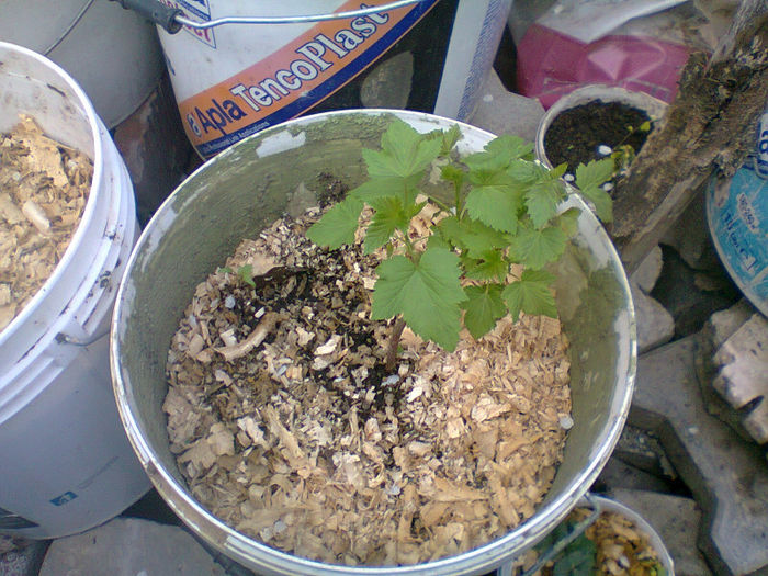 coacaz negru plantat in toamna 2012 - Coacaz negru