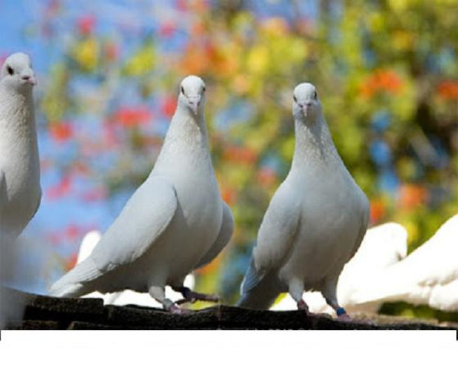 white racing pigeon4 - 0 VOIAJORI ALBI VANZARE PUI