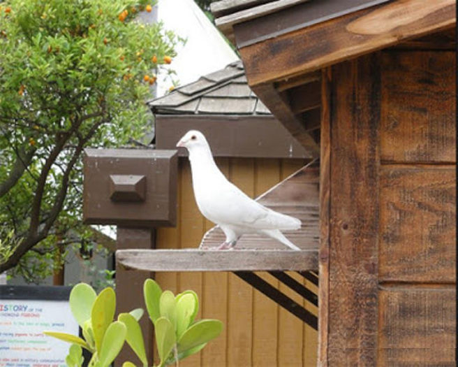 white racing pigeons