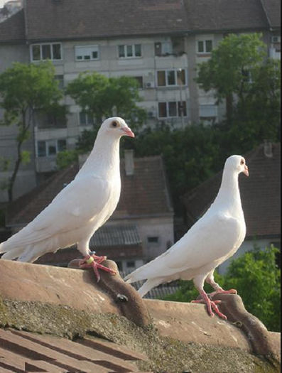 white racing pigeons 2 - 0 VOIAJORI ALBI VANZARE PUI