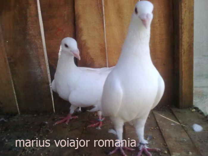 white pigeons(122) - 0 VOIAJORI ALBI VANZARE PUI