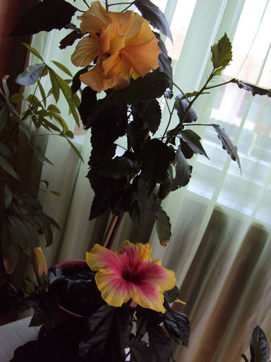DSC02922