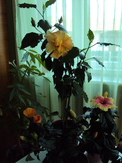 DSC02929