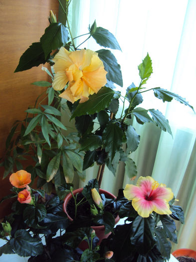 DSC02930