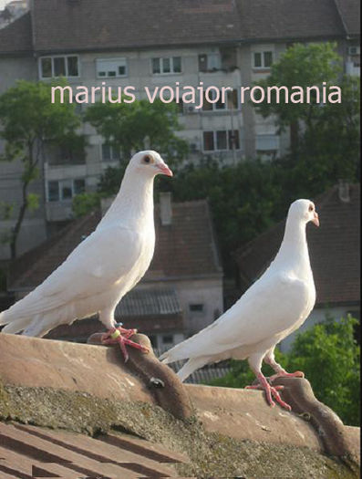 white racing pigeons 2 - 0 VOIAJORI ALBI VANZARE PUI
