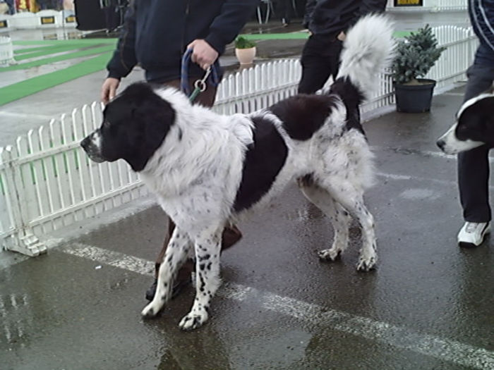 SUNP0933 - alis lady si lord conurs cac suceava 2013