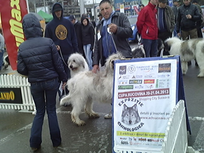 SUNP0937 - alis lady si lord conurs cac suceava 2013