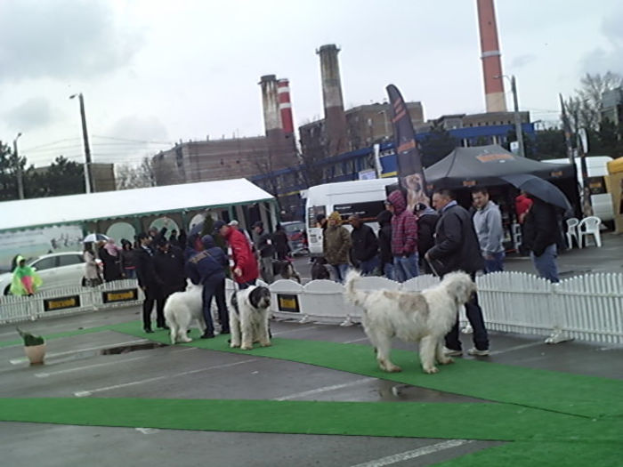 SUNP0942 - alis lady si lord conurs cac suceava 2013