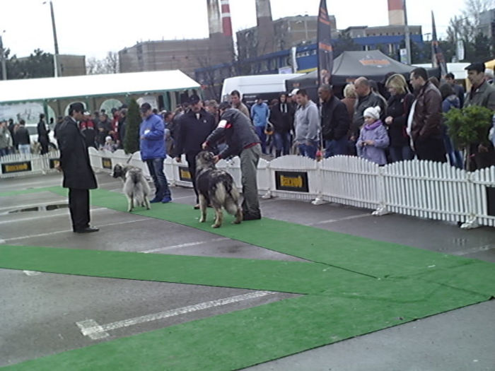 SUNP0949 - alis lady si lord conurs cac suceava 2013