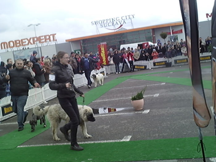 SUNP0955 - alis lady si lord conurs cac suceava 2013