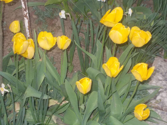 DSCN8200_3671 - Curtea si gradina