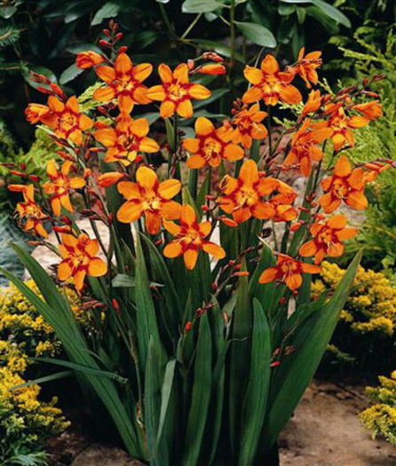 Crocosmia-Emily-McKenzie - Achizitii 2013