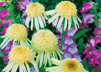 Echinacea - Achizitii 2013