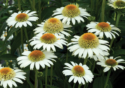 Echinacea - Achizitii 2013