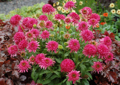 Echinacea - Achizitii 2013