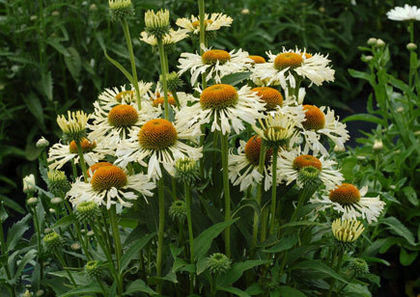 Echinacea - Achizitii 2013