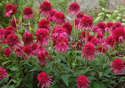 Echinacea