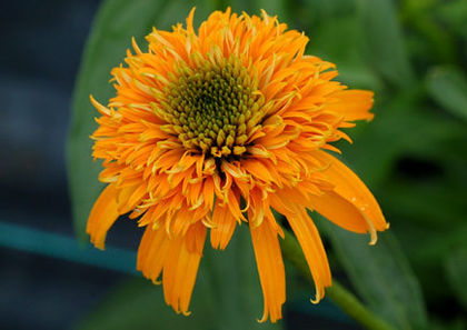Echinacea - Achizitii 2013