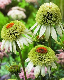 Echinacea %u2018Champagne Bubbles%u2019