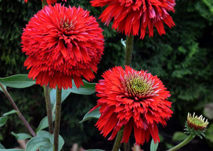Echinacea - Achizitii 2013