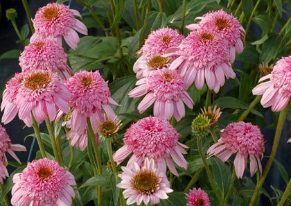 Echinacea - Achizitii 2013
