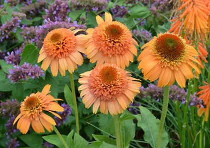 Echinacea - Achizitii 2013