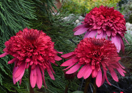 Echinacea - Achizitii 2013