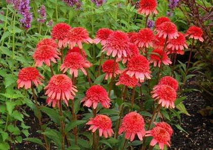 Echinacea
